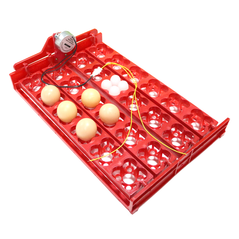 24 Eggs/96 Quail Eggs Hatching - огляд і ціна Hunting Quail