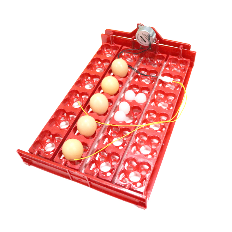 24 Eggs/96 Quail Eggs Hatching - огляд і ціна Hunting Quail