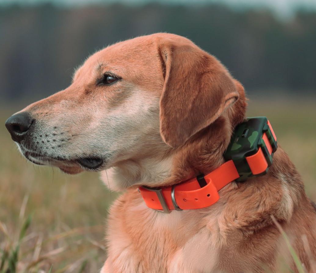 IP68 Waterproof Locator for Hu - огляд і ціна Outdoor Hunting Dog Collar