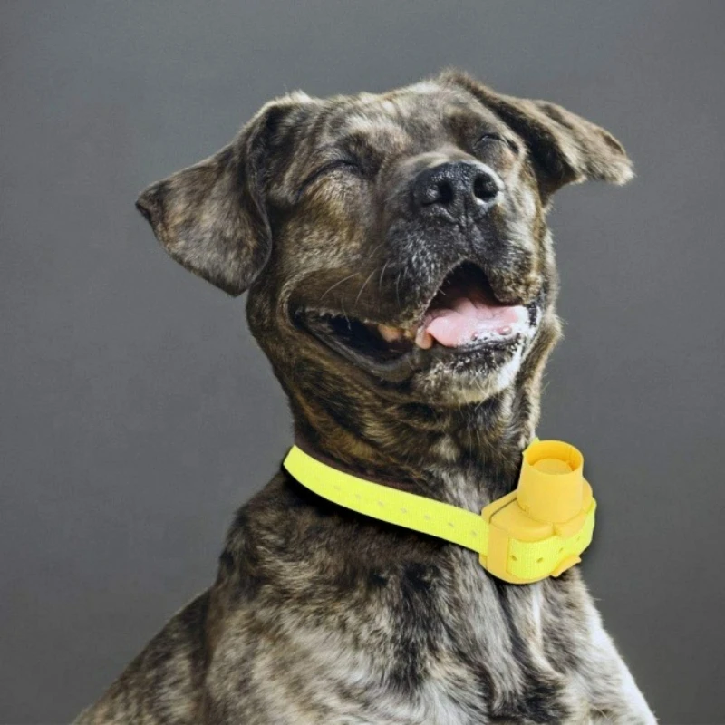 Updated Outdoor Hunting Dog Be - огляд і ціна Outdoor Hunting Dog Collar